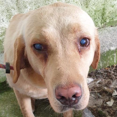Barry And District News: Renny - one year old, female, Labrador. Renny has come to us from a breeder and is looking for an extra special home as unfortunately she has arrived to us with very cloudy eyes and we believe she is completely blind. She will need kind adopters who have